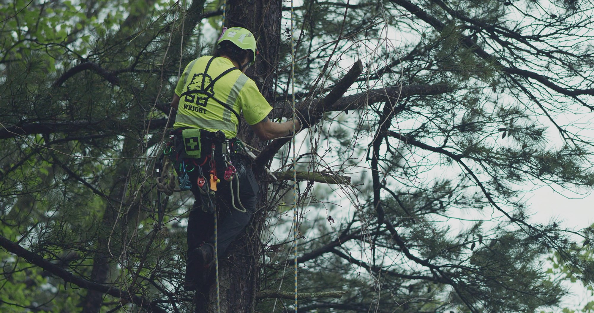 tree trimming 