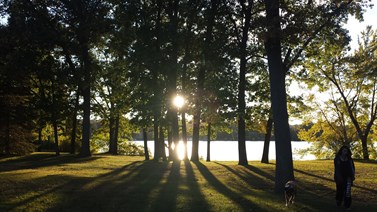 Sunshine throught trees